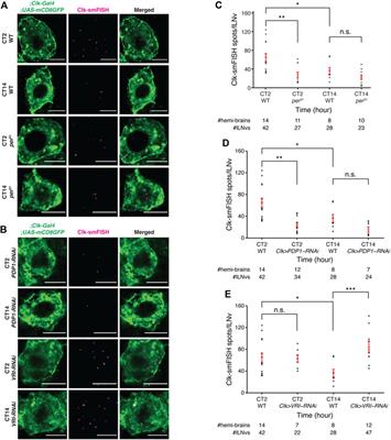 Streamlined single-molecule RNA-FISH of core clock mRNAs in clock neurons in whole mount Drosophila brains